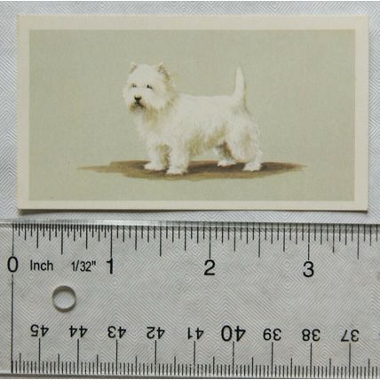 1979 Grandee Top Dogs Card No. 11 The West Highland Terrier