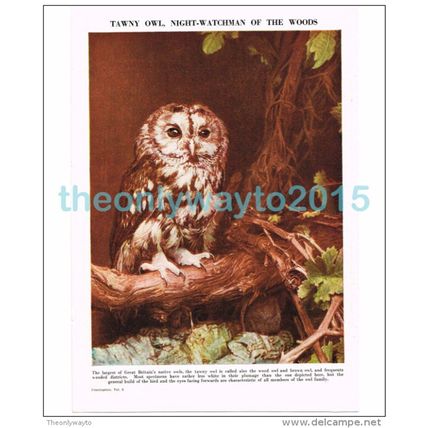 Tawney Owl, Book Illustration, c1953