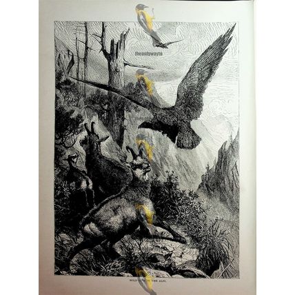 Wildlife In The Alps, Switzerland, Book Illustration (Print), c1890