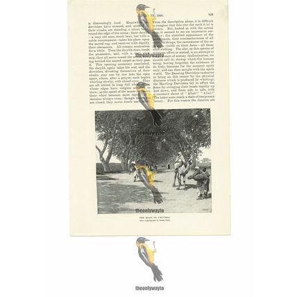 Road To Choubra, Near Cairo, Egypt, Book Illustration (Print), 1891