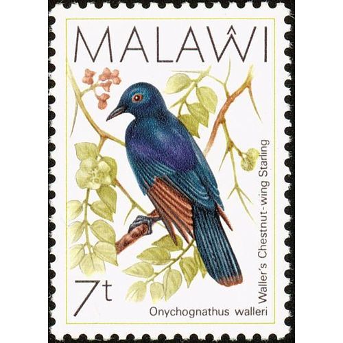 Malawi 1988 Bird 7t Waller's Red-winged Starling Unmounted Mint NHM SG 792 stamp