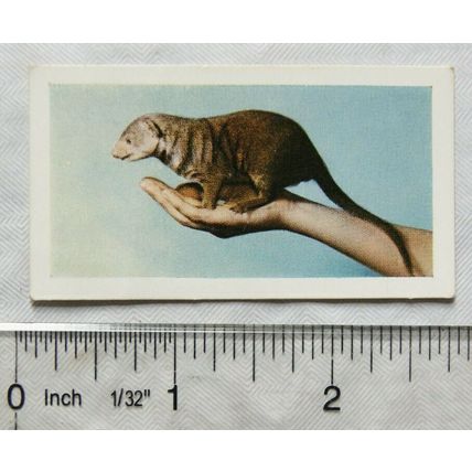 1960 Horniman's Tea card Pets No. 11 Mongoose