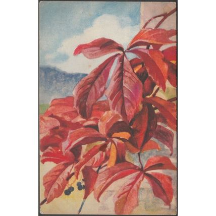Virginia Creeper, c.1920s - Postcard