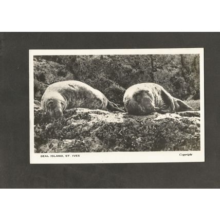 Postcard Cornwall St Ives Seal Island Seals The snap shop The wharf