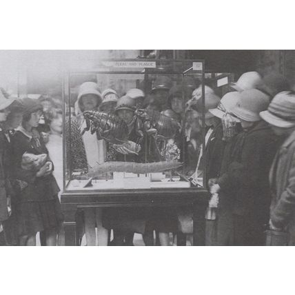 Cage Of Fleas Tsetse Larvae Models Natural History Museum Postcard