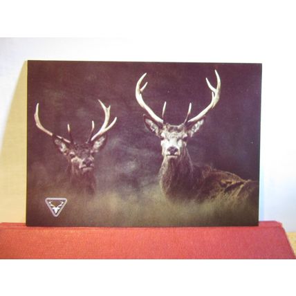 RED DEER STAGS Somerset unused postcard. Exmoor National Park =