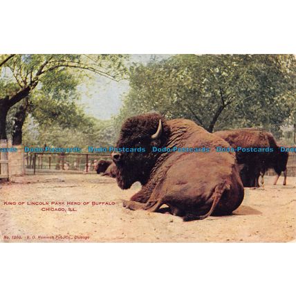 R054097 King of Lincoln Park Herd of Buffalo. Chicago. Ill. V. O. Hammon