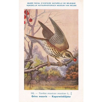 Song Thrush Turdidae Turdus Musicus Bird WW2 Rare Postcard