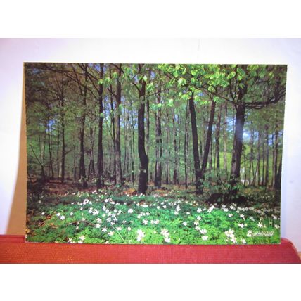ANEMONE NEMOROSA flowers Swedish unused postcard dated 1985 #