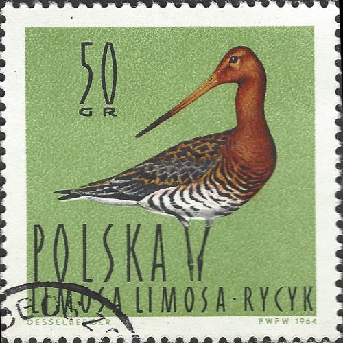 POLAND, BIRD, Black-tailed Godwit, Limosa limosa, green 1964, 50gr