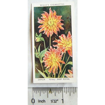 1939 Wills Garden Flowers No. 16 Dahlia
