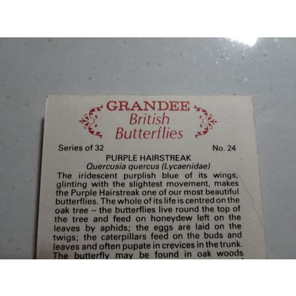 1983 Grandee British Butterflies Card # 24 of 32 Purple Hairstreak Excellent (5)