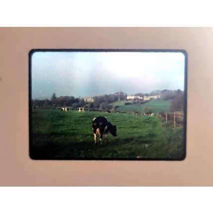 Vintage 80s Analogue Kodachrome Photo Slide, English Scenery Cows in Field, Lush