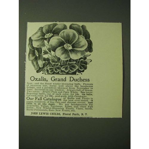 1900 John Lewis Childs Oxalis, Grand Duchess Flowers Ad