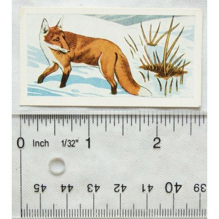 1958 Swettenham tea card Animals of the Countryside No. 12 The Fox