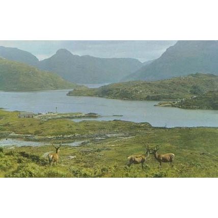 Kylesku Ferry Deer Scottish Wildlife Sutherland Scotland 1960s Postcard