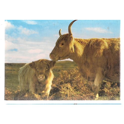 HIGHLAND COW WITH CALF, Scotland unused vintage postcard by J. Arthur Dixon =