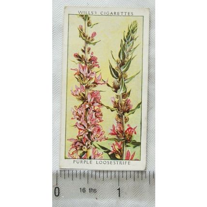 1937 Wills Wild Flowers 2nd series No. 16 Purple Loosestrife