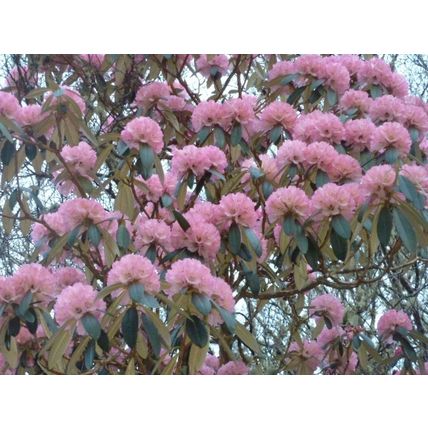 1 ROSEBAY RHODODENDRON AMERICAN SAPLINGS 10-20CM - BARE ROOTED