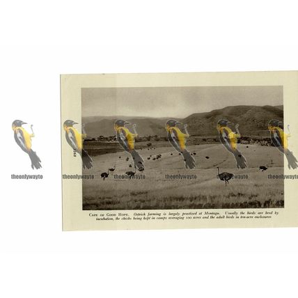 Montagu, Ostrich Farming, South Africa, Book Illustration, c1920