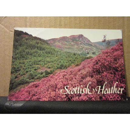 SCOTTISH HEATHER used postcard by Colourmaster 1983 pm /