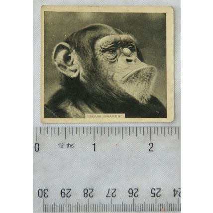 1935 De Reszke Our Favourites No. 27 Sour Grapes, Chimpanzee