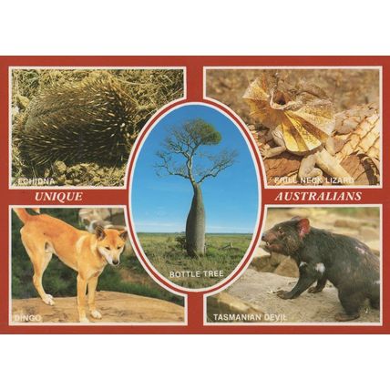 Australian Echidna Dingo Tasmanian Devil Bottle Tree Postcard