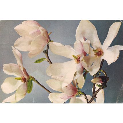 Magnolia Postcard posted 1972 crease