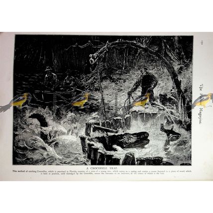 Crocodile Trap, Florida, USA, Book Illustration (Print), 1893