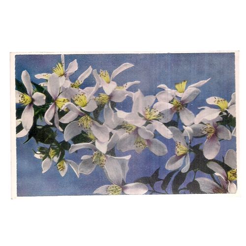 BLOSSOM unused antique postcard by W. e. Mack of London flowers =