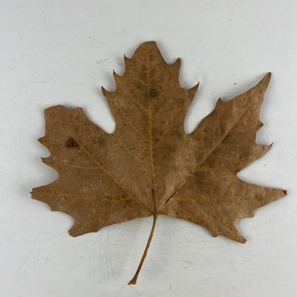 Giant Oak & Maple Tree Dried Leaves 8 Piece Lot