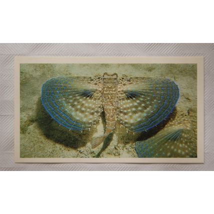 1988 Players Doncella The Living Ocean No. 15 Flying Gurnard