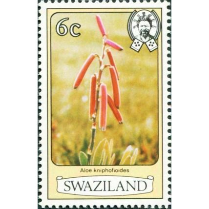 Swaziland 1980 Flowers 6c Aloe Kniphofioides Unmounted Mint NNH SG 345A stamp