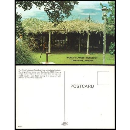 Postcard PC234 USA Arizona Tombstone Worlds Largest Rosebush - Unused