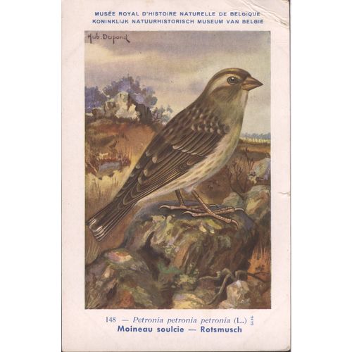 Belgium PC - Musee Royal D'Historie Naturelle de Belgique - Moineau soulcie....