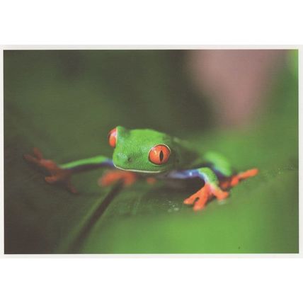 Frog With Giant Red Eyes Climbing Plant Award German Postcard