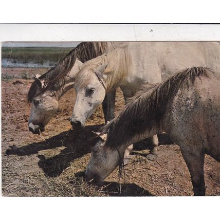 Horses Camargue France Postcard posted 1973 creased