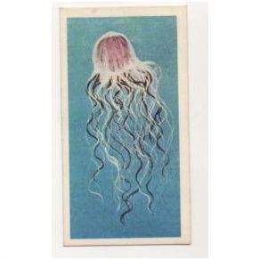 1976 Brooke Bond Tea card Wonders of Wildlife No.9 Most venomous sea creature