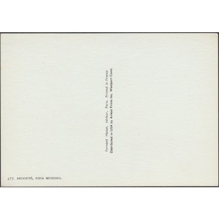 Rose - Rosa Muscosa, c.1960s - Fernand Hazan Postcard