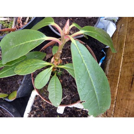 1 ROSEBAY RHODODENDRON AMERICAN SAPLINGS 10-20CM - BARE ROOTED
