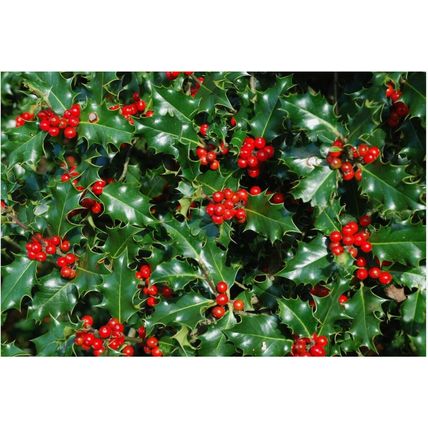 20 CHRISTMAS HOLLY ILEX TREE SAPLINGS 5-15CM - BARE ROOTED DUG TO ORDER WOODLAND