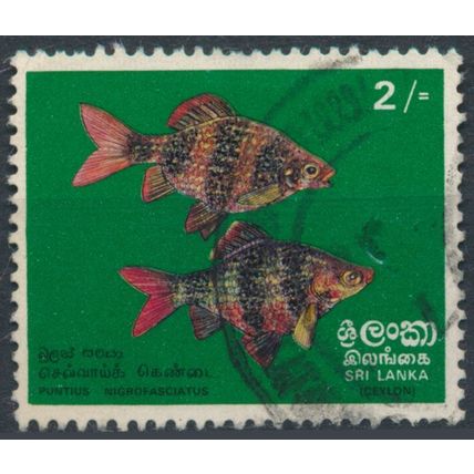 Fish: 2r - Sri Lanka 1972 - F H - SG 597