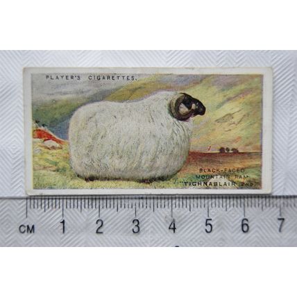 1916 Players British Livestock 19 The Scotch Black-face Sheep
