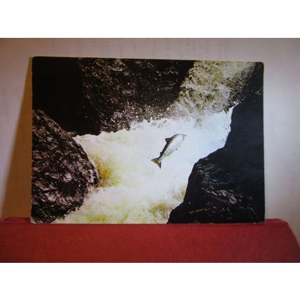 A LEAPING SALMON. unused postcard by J.Arthur Dixon.. animal fish TRAD. 5316 #