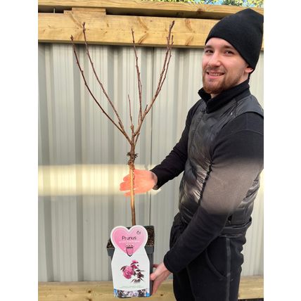 Cherry Blossom Tree Plant Dwarf Japanese Patio 'Royal Burgundy' Garden Ready