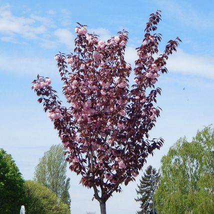 Cherry Blossom Tree Plant Dwarf Japanese Patio 'Royal Burgundy' Garden Ready