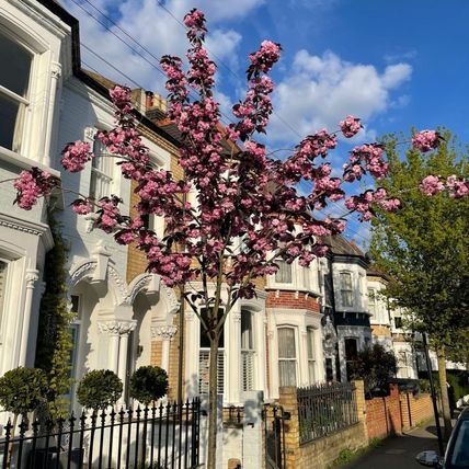 Cherry Blossom Tree Plant Dwarf Japanese Patio 'Royal Burgundy' Garden Ready