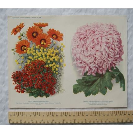 1940 Amateur Gardening illustration - Plants from seed / Japanese Chrysanthemum