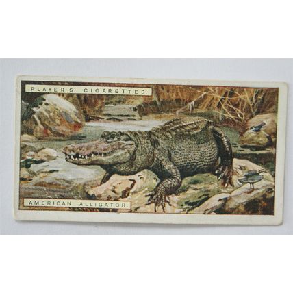 1924 Players Natural History card No. 1 American Alligator
