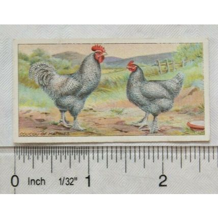 1916 Ogdens Poultry 2nd Series, No. 28 Coucou of Malines
